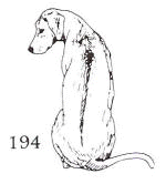 dog stamp 194