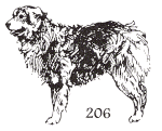 dog stamp 206