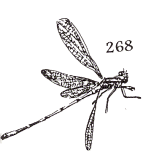 insect stamp 268