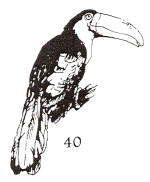 bird stamp 40